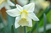 THE PICTON GARDEN AND OLD COURT NURSERIES, WORCESTERSHIRE: PLANT PORTRAIT OF WHITE, CREAM FLOWERS OF DAFFODIL, NARCISSUS BEERSHEBA. BULBS, SPRING, FLOWERING, 1923