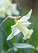 THE PICTON GARDEN AND OLD COURT NURSERIES, WORCESTERSHIRE: PLANT PORTRAIT OF WHITE, CREAM FLOWERS OF DAFFODIL, NARCISSUS BEERSHEBA. BULBS, SPRING, FLOWERING, 1923