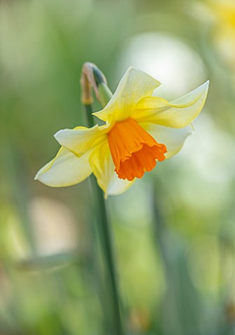 THE_PICTON_GARDEN_AND_OLD_COURT_NURSERIES_WORCESTERSHIRE_PLANT_PORTRAIT_OF_YELLOW_ORANGE_FLOWERS_OF_