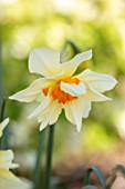 THE PICTON GARDEN AND OLD COURT NURSERIES, WORCESTERSHIRE: PLANT PORTRAIT OF YELLOW, CREAM, ORANGE FLOWERS OF DAFFODIL, NARCISSUS INSULINDE, BULBS, SPRING, FLOWERING, HEIRLOOM