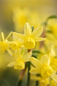 THE PICTON GARDEN AND OLD COURT NURSERIES, WORCESTERSHIRE: PLANT PORTRAIT OF YELLOW FLOWERS OF DAFFODIL, NARCISSUS HAWERA, BULBS, SPRING, FLOWERING