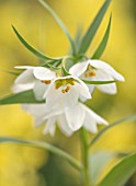 THE PICTON GARDEN AND OLD COURT NURSERIES, WORCESTERSHIRE: PLANT PORTRAIT OF WHITE, CREAM FLOWERS OF FRITILLARIA BUCHARICA, BULBS, SPRING, FLOWERING, FRITILLARY, FRITILLARIES