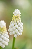 THE PICTON GARDEN AND OLD COURT NURSERIES, WORCESTERSHIRE: PLANT PORTRAIT OF WHITE, CREAM FLOWERS OF GRAPE HYACINTH, MUSCARI ARMENIACUM SIBERIAN TIGER, BULBS, SPRING