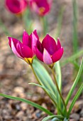 THE PICTON GARDEN AND OLD COURT NURSERIES, WORCESTERSHIRE: PLANT PORTRAIT OF PURPLE, PINK FLOWERS OF TULIP, TULIPA PERSIAN PEARL, SPRING, BLOOMS, BLOOMING, BULBS