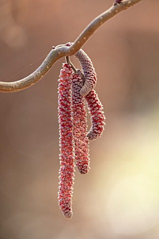 THE_PICTON_GARDEN_AND_OLD_COURT_NURSERIES_WORCESTERSHIRE_PLANT_PORTRAIT_OF_CATKINS_OF_HAZEL_CORYLUS_