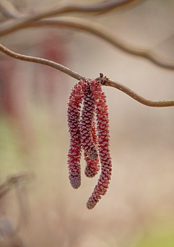THE_PICTON_GARDEN_AND_OLD_COURT_NURSERIES_WORCESTERSHIRE_PLANT_PORTRAIT_OF_CATKINS_OF_HAZEL_CORYLUS_