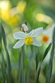 THE PICTON GARDEN AND OLD COURT NURSERIES, WORCESTERSHIRE: PLANT PORTRAIT OF YELLOW, WHITE FLOWERS OF DAFFODIL, NARCISSUS QUEEN OF THE NORTH, 1908, BULBS, SPRING, FLOWERING
