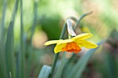 THE PICTON GARDEN AND OLD COURT NURSERIES, WORCESTERSHIRE: PLANT PORTRAIT OF YELLOW, ORANGE FLOWERS OF DAFFODIL, NARCISSUS DUNKELD, 1954, BULBS, SPRING, FLOWERING
