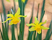 THE PICTON GARDEN AND OLD COURT NURSERIES, WORCESTERSHIRE: PLANT PORTRAIT OF YELLOW FLOWERS OF DAFFODIL, NARCISSUS THOROSAY ELEGANCE, BULBS, SPRING, FLOWERING