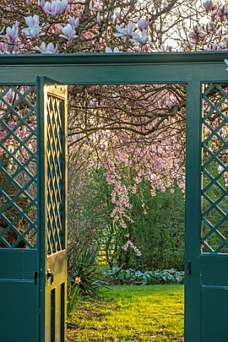 THENFORD_GARDENS__ARBORETUM_NORTHAMPTONSHIRE_GREEN_GATE_PINK_BLOSSOMS_FLOWERS_OF_MAGNOLIA_X_SOULANGE
