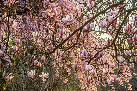 THENFORD_GARDENS__ARBORETUM_NORTHAMPTONSHIRE_PINK_BLOSSOMS_FLOWERS_OF_MAGNOLIA_X_SOULANGEANA_AND_PRU