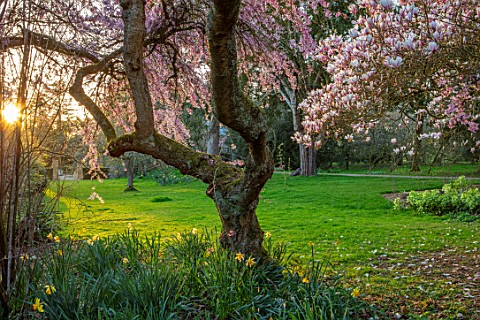 THENFORD_GARDENS__ARBORETUM_NORTHAMPTONSHIRE_PINK_BLOSSOMS_FLOWERS_OF_MAGNOLIA_X_SOULANGEANA_AND_PRU