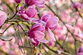 THENFORD GARDENS & ARBORETUM, NORTHAMPTONSHIRE: PINK, FLOWERS OF MAGNOLIA X SOULANGEANA SAN JOSE, BLOOMS, BLOOMING, FLOWERING, SPRING, TREES