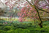 THENFORD GARDENS & ARBORETUM, NORTHAMPTONSHIRE: PINK, FLOWERS OF MAGNOLIA X SOULANGEANA SAN JOSE AND MAGNOLIA IOLANTHE, BLOOMS, BLOOMING, FLOWERING, SPRING, TREES