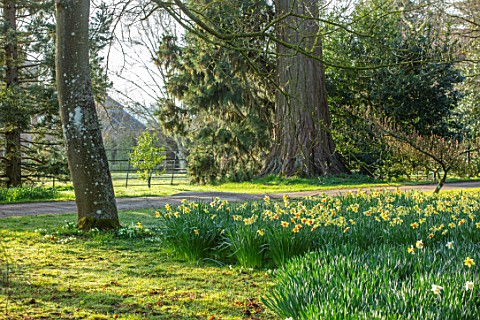 THENFORD_GARDENS__ARBORETUM_NORTHAMPTONSHIRE_DAFFODILS_IN_SPRING_ALONG_THE_MAIN_DRIVE