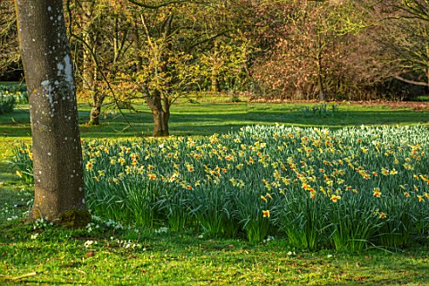 THENFORD_GARDENS__ARBORETUM_NORTHAMPTONSHIRE_DAFFODILS_IN_SPRING_ALONG_THE_MAIN_DRIVE