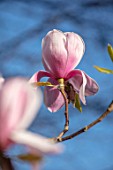 THENFORD GARDENS & ARBORETUM, NORTHAMPTONSHIRE: PINK, FLOWERS OF MAGNOLIA FRANK GLADNEY, BLOOMS, BLOOMING, FLOWERING, SPRING, TREES