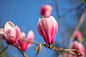THENFORD GARDENS & ARBORETUM, NORTHAMPTONSHIRE: PINK, FLOWERS OF MAGNOLIA ANNE ROSS, BLOOMS, BLOOMING, FLOWERING, SPRING, TREES