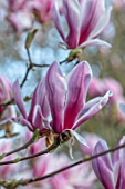 THENFORD GARDENS & ARBORETUM, NORTHAMPTONSHIRE: CLOSE UP OF PINK FLOWERS OF MAGNOLIA X SOULANGEANA PICTURE. PETALS, BLOOMIMG, FLOWERING, SPRING, SHRUBS, BLOOMS