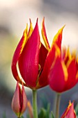 THE PICTON GARDEN AND OLD COURT NURSERIES, WORCESTERSHIRE: RED AND YELLOW, GOLD, FLOWERS OF TULIPA DUC VAN. SPRING, FLOWERING, BLOOMS, BLOOMING
