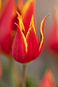 THE PICTON GARDEN AND OLD COURT NURSERIES, WORCESTERSHIRE: RED AND YELLOW, GOLD, FLOWERS OF TULIPA DUC VAN. SPRING, FLOWERING, BLOOMS, BLOOMING