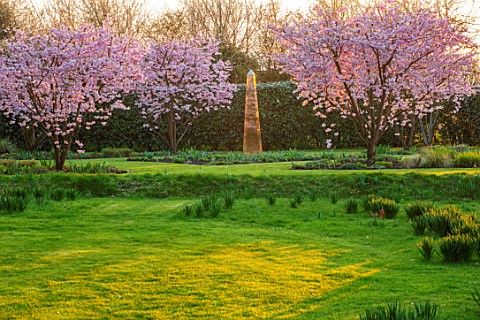 THE_OLD_VICARAGE_WORMLEIGHTON_WARWICKSHIRE_LAWN_PINK_FLOWERS_OF_PRUNUS_ACCOLADE_CHERRIES_GOLD_ARMILL