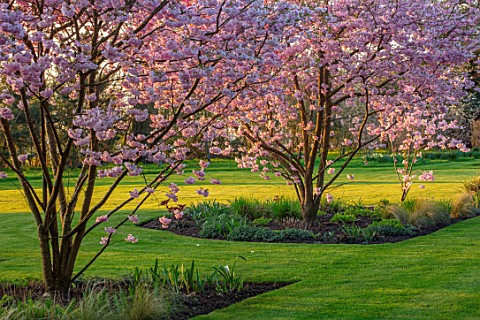 THE_OLD_VICARAGE_WORMLEIGHTON_WARWICKSHIRE_LAWN_PINK_FLOWERS_OF_PRUNUS_ACCOLADE_CHERRIES_GOLD_ARMILL