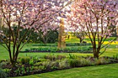 THE OLD VICARAGE, WORMLEIGHTON, WARWICKSHIRE: LAWN, PINK FLOWERS OF PRUNUS ACCOLADE, CHERRIES, EVENING, LIGHT, TREES, BLOSSOM, SPRING, GOLD ARMILLARY SPHERE, SCULPTURE