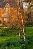 THE OLD VICARAGE, WORMLEIGHTON, WARWICKSHIRE: THE OLD RECTORY, LAWN, BETULA, BIRCHES, EVENING, LIGHT, SPRING