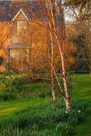 THE_OLD_VICARAGE_WORMLEIGHTON_WARWICKSHIRE_THE_OLD_RECTORY_LAWN_BETULA_BIRCHES_EVENING_LIGHT_SPRING