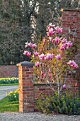 THE OLD VICARAGE, WORMLEIGHTON, WARWICKSHIRE: THE OLD RECTORY, PINK FLOWERS OF MAGNOLIA STAR WARS, EVENING, LIGHT, SPRING, TREES