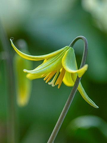 TWELVE_NUNNS_LINCOLNSHIRE_CLOSE_UP_PLANT_PORTRAIT_OF_YELLOW_GREEN_FLOWERS_OF_DOGS_TOOTH_VIOLET_ERYTH