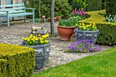LITTLE MALVERN COURT, WORCESTERSHIRE: PATIO, BLUE WOODEN BENCH, SEAT, LEAD CONTAINERS, NARCISSUS TETE- A -TETE, BLUE PANSIES, LAWN, YEW HEDGES, HEDGING, TAXUS