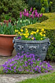 LITTLE MALVERN COURT, WORCESTERSHIRE: PATIO, LEAD CONTAINERS, NARCISSUS TETE- A -TETE, BLUE PANSIES, LAWN, YEW HEDGES, HEDGING, TAXUS, DAFFODILS