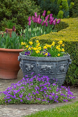 LITTLE_MALVERN_COURT_WORCESTERSHIRE_PATIO_LEAD_CONTAINERS_NARCISSUS_TETE_A_TETE_BLUE_PANSIES_LAWN_YE