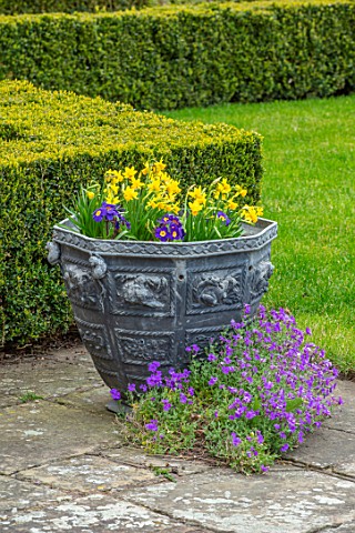 LITTLE_MALVERN_COURT_WORCESTERSHIRE_PATIO_LEAD_CONTAINERS_NARCISSUS_TETE_A_TETE_BLUE_PANSIES_LAWN_YE