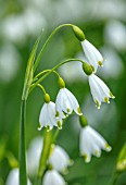 LITTLE MALVERN COURT, WORCESTERSHIRE: PLANT PORTRAIT OF WHITE, GREEN FLOWERS OF THE SPRING SNOWFLAKE, LEUCOJUM VERNUM, FLOWERING, SPRING, BULBS