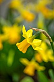 LITTLE MALVERN COURT, WORCESTERSHIRE: PLANT PORTRAIT OF YELLOW FLOWERS OF NARCISSUS TETE - A - TETE, DAFFODILS, BULBS
