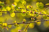 THE PICTON GARDEN AND OLD COURT NURSERIES, WORCESTERSHIRE: PLANT PORTRAIT OF EMERGING FOLIAGE OF CERCIDIPHYLLUM JAPONICUM HERONSWOOD GLOBE, AGM, SPRING, GREEN, LEAVES