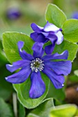 THE PICTON GARDEN AND OLD COURT NURSERIES, WORCESTERSHIRE: BLUE FLOWERS OF HEPATICA X SCHLYTERI ASHWOOD HYBRID, PERENNIALS, SHADE, SHADY, HEPATICAS