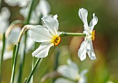 THE PICTON GARDEN AND OLD COURT NURSERIES, WORCESTERSHIRE: PLANT PORTRAIT OF WHITE, CREAM FLOWERS OF DAFFODIL, NARCISSUS ORNATUS, RED, RIMMED, CUP, HEIRLOOM, 1870, BULBS