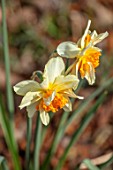 THE PICTON GARDEN AND OLD COURT NURSERIES, WORCESTERSHIRE: PLANT PORTRAIT OF YELLOW, ORANGE FLOWERS OF DAFFODIL, NARCISSUS TWINK, BULBS