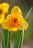 THE PICTON GARDEN AND OLD COURT NURSERIES, WORCESTERSHIRE: PLANT PORTRAIT OF YELLOW, ORANGE FLOWERS OF DAFFODIL, NARCISSUS HELIOS , BULBS