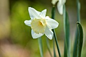 THE PICTON GARDEN AND OLD COURT NURSERIES, WORCESTERSHIRE: PLANT PORTRAIT OF WHITE, CREAM, YELLOW FLOWERS OF DAFFODIL, NARCISSUS NIPHETOS, BULBS