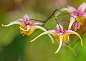 THE PICTON GARDEN AND OLD COURT NURSERIES, WORCESTERSHIRE: PLANT PORTRAIT OF YELLOW, PINK FLOWERS OF EPIMEDIUM RHUBARB AND CUSTARD, SPRING, WOODLAND, SHADE, SHADY