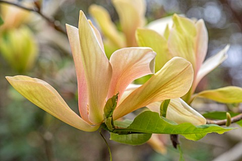 CAERHAYS_CASTLE_CORNWALL_PLANT_PORTRAIT_OF_YELLOW_PALE_PINK_FLOWERS_OF_MAGNOLIA_TROPICANA_TREES_BLOO