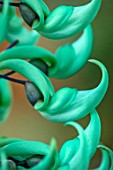 KEW GARDENS, LONDON: CLOSE UP OF PINK F LOWER OF JADE VINE, STRONGYLODON MACROBOTRYS, CLIMBER, INFLORESCENCES, GREENHOUSES, GLASSHOUSES, TROPICAL, EXOTICOF