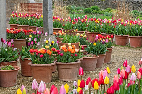 ASTON_POTTERY_OXFORDSHIRE_ROWS_OF_TULIPS_IN_TERRACOTTA_CONTAINERS_GRAVEL_BULBS_SPRING_BLOOMS_BLOOMIN