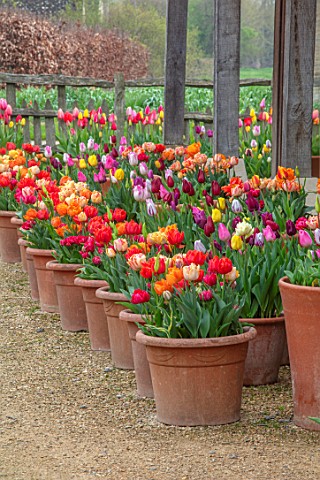 ASTON_POTTERY_OXFORDSHIRE_ROWS_OF_TULIPS_IN_TERRACOTTA_CONTAINERS_GRAVEL_BULBS_SPRING_BLOOMS_BLOOMIN