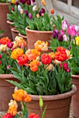 ASTON POTTERY, OXFORDSHIRE: ROWS OF TULIPS IN TERRACOTTA CONTAINERS, GRAVEL, BULBS, SPRING, BLOOMS, BLOOMING, POTS, APRIL, PATIOS, TERRACES